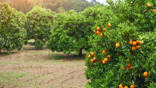 Frusoal cria laboratório e lança estudo sobre praga que afeta citrinos no Algarve