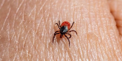 Deteção de carraças na ULSTMAD origina transferência de doentes e desinfestação