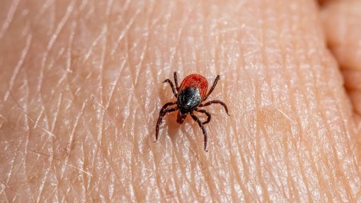 Deteção de carraças na ULSTMAD origina transferência de doentes e desinfestação