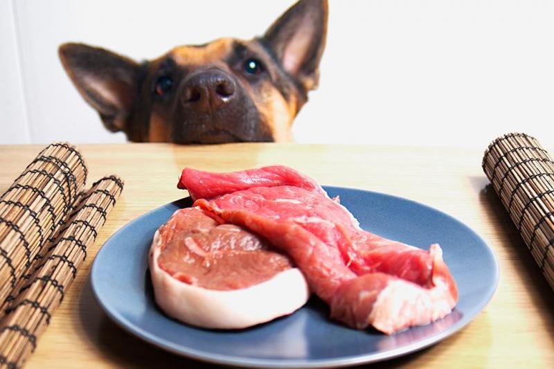Rohes Hundefutter „eine Quelle für antibiotikaresistente Bakterien“