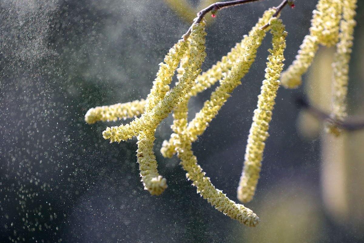Le Portugal continental maintient des concentrations de pollen très élevées