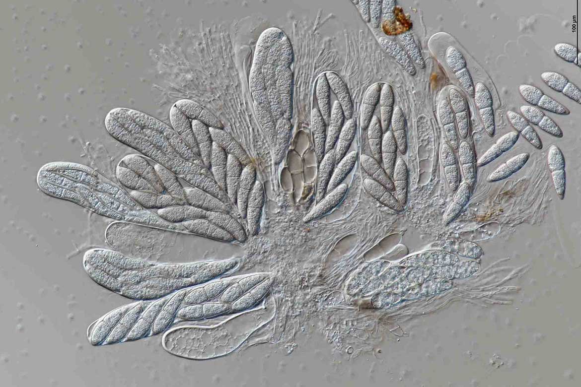 Estudo internacional alerta para urgência na proteção de fungos aquáticos