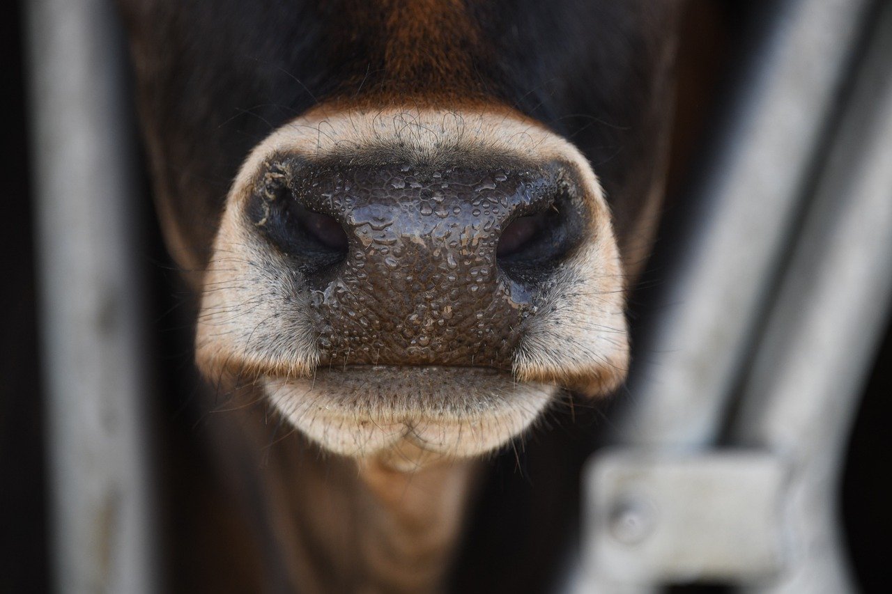 El virus afecta al ganado en España y deja a Portugal cubierto de restricciones