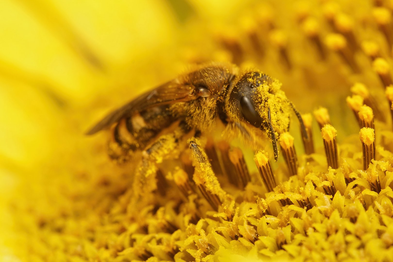 Mainland Portugal with high concentration of pollen in the atmosphere - SAPO