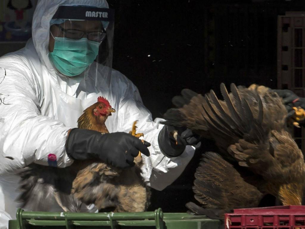 Portugal is once again free of bird flu - DGAV