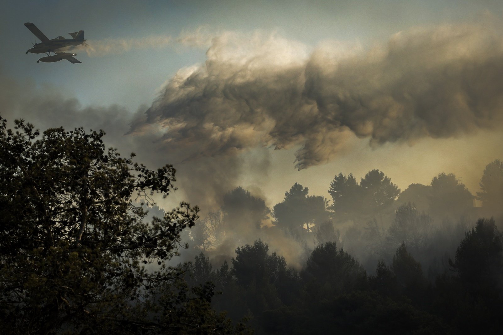 Incêndios: Falta de gestão e de redução da vegetação é o "grande problema", especialista