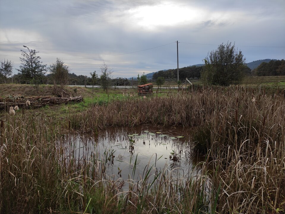 LOUSADA: Projeto ambiental Lousada Guarda-Rios recolhe lixo e controla vegetação invasora dias 19 e 26